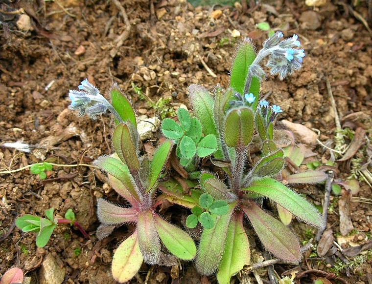 Myosotis arvensis / Nontiscordardim minore